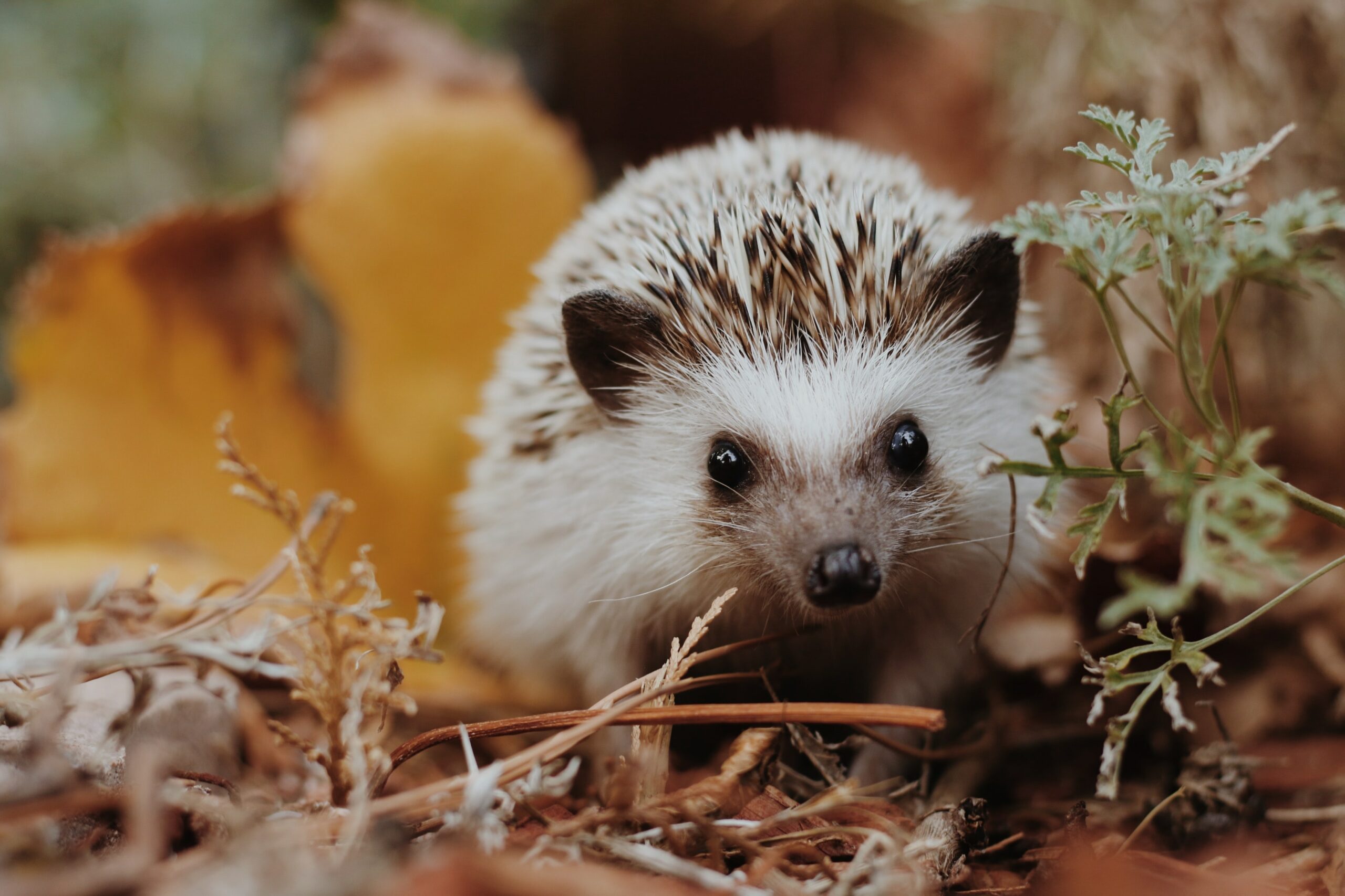 hedgehog